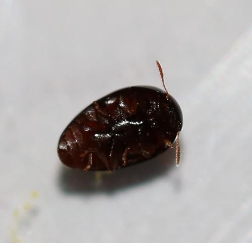 Olibrus sp.
